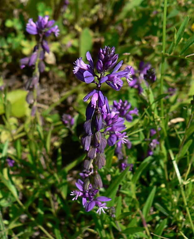 horčinka obyčajná - vítod obecný Polygala vulgaris L.