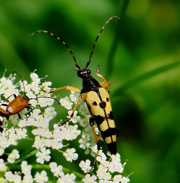 fuzáč škvrnitý Rutpela maculata