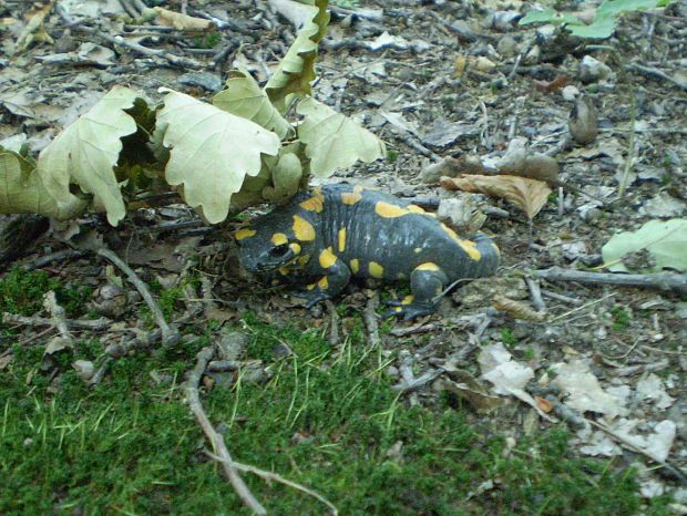 salamandra škvrnitá Salamandra salamandra