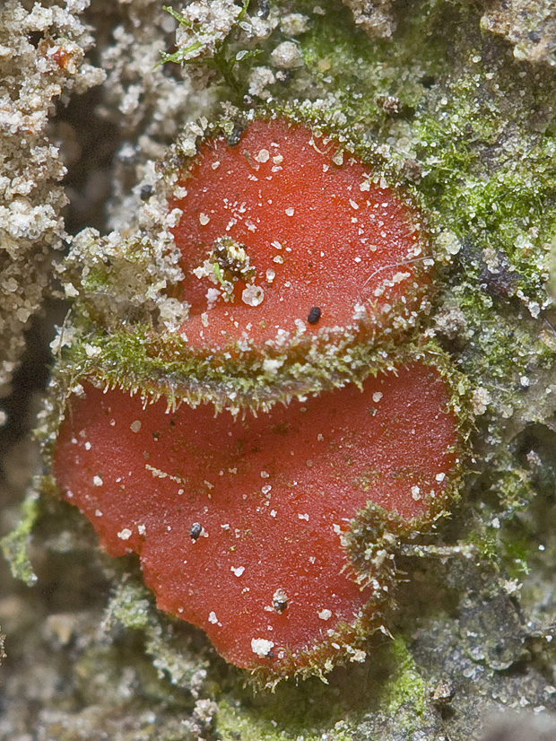 štítovnička Scutellinia sp.