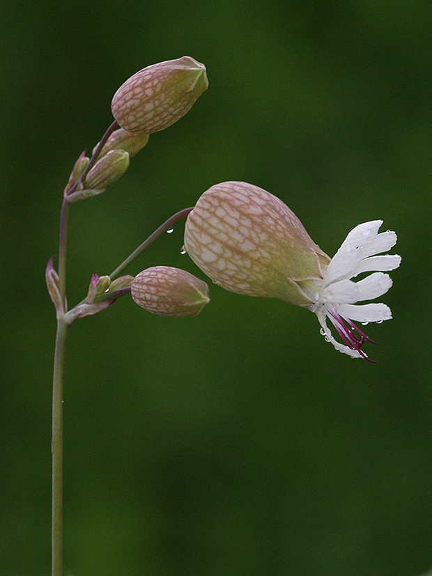 silenka obyčajná Silene vulgaris (Moench) Garcke