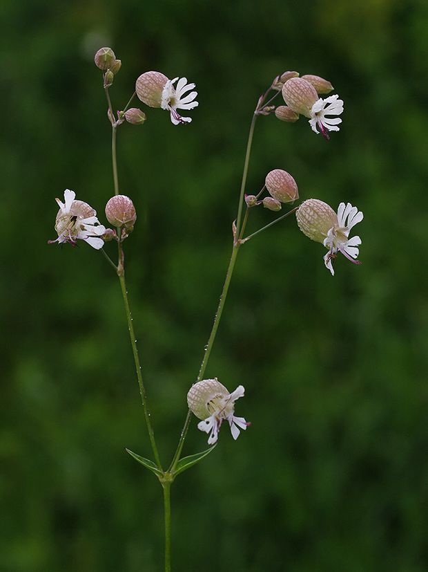 silenka obyčajná Silene vulgaris (Moench) Garcke