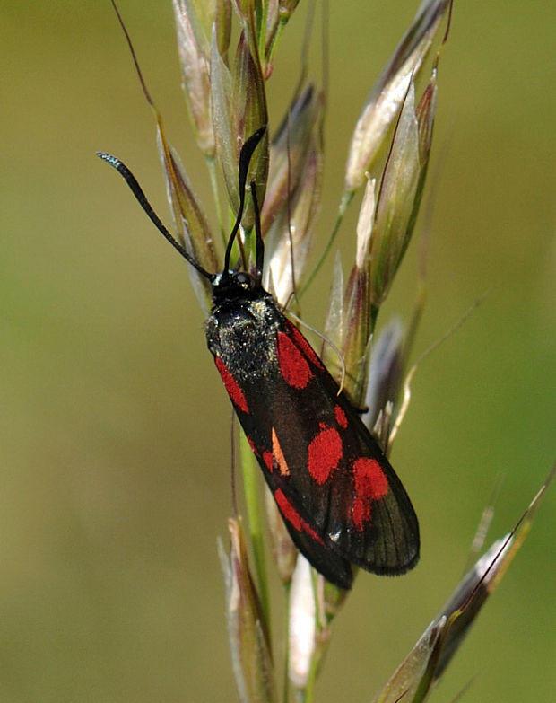 vretienka obyčajná Zygaena filipendulae