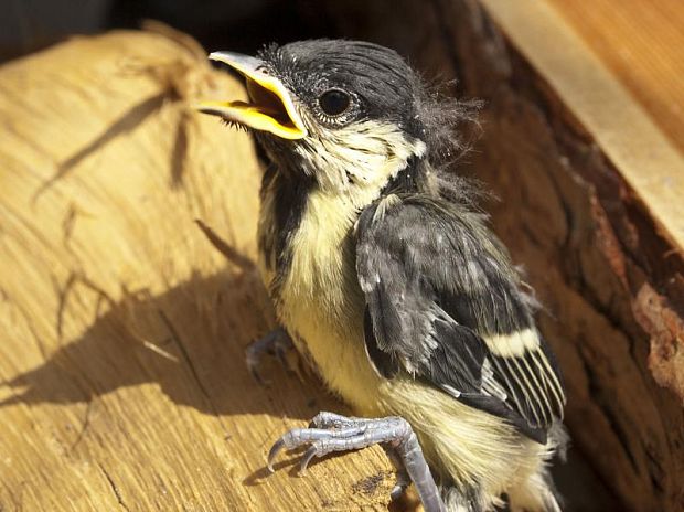 sýkorka veľká parus major