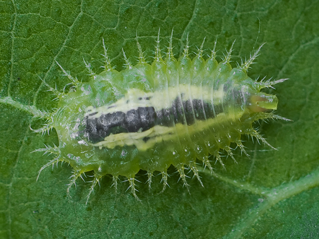 štítnatec   Cassida sp.