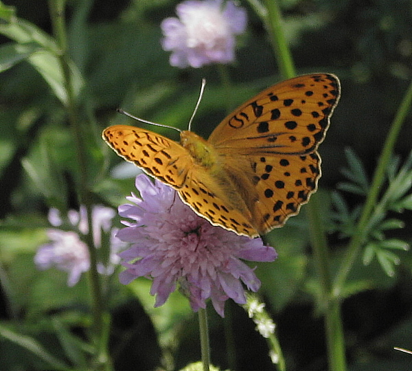 perlovec striebristopásavý Argynnis paphia