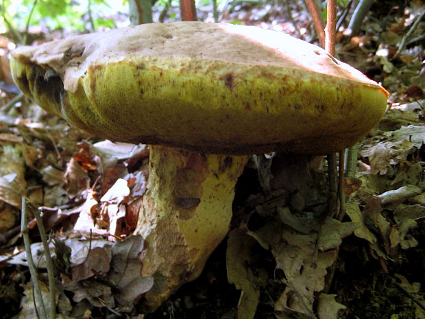 hríb príveskatý Butyriboletus appendiculatus (Schaeff. ex Fr.) Secr.