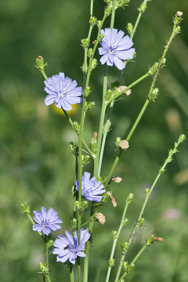 čakanka obyčajná Cichorium intybus L.