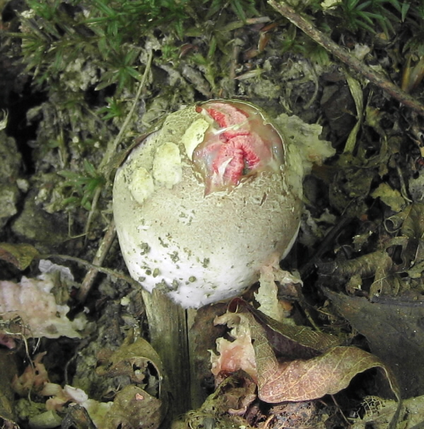 mrežovka kvetovitá Clathrus archeri (Berk.) Dring