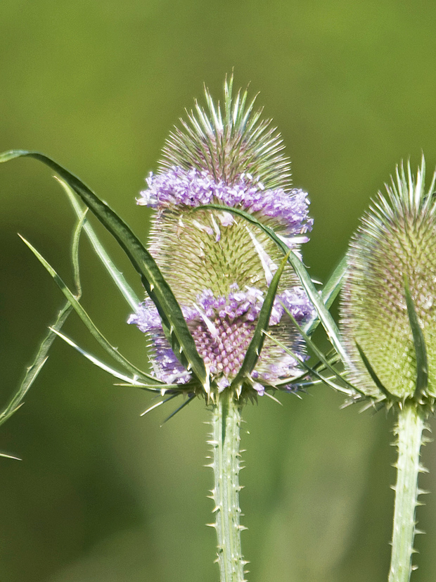 štetka lesná Dipsacus fullonum L.