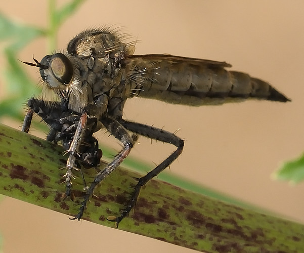 muchárka  Eutolmus rufibarbis