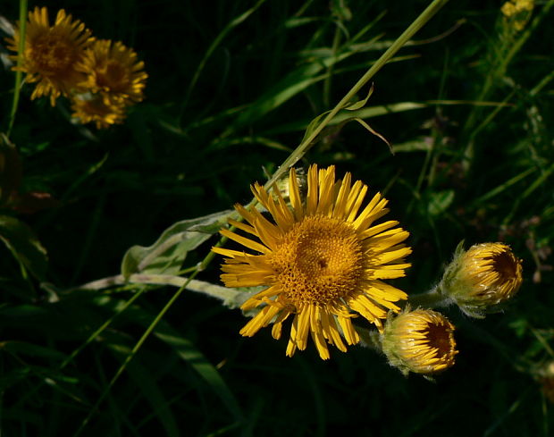 oman hodvábny Inula oculus-christi L.