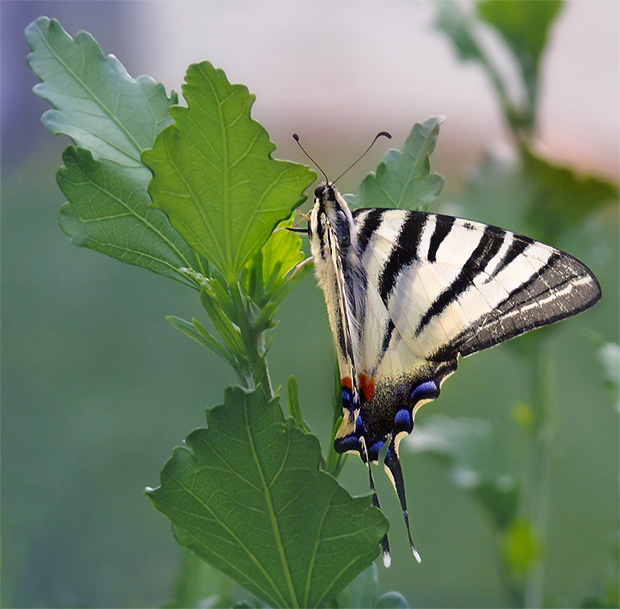 vidlochvost ovocný ? Iphiclides podalirius