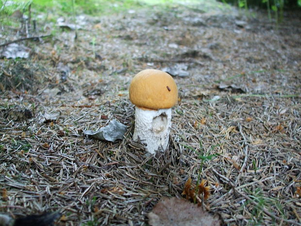 kozák osikový Leccinum albostipitatum den Bakker & Noordel.