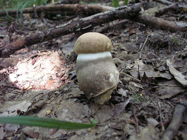 kozák topoľový Leccinum duriusculum (Schulzer ex Kalchbr.) Singer