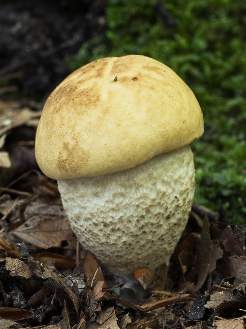 kozák hrabový Leccinum pseudoscabrum (Kallenb.) Šutara