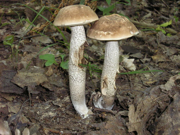 kozák Leccinum sp.