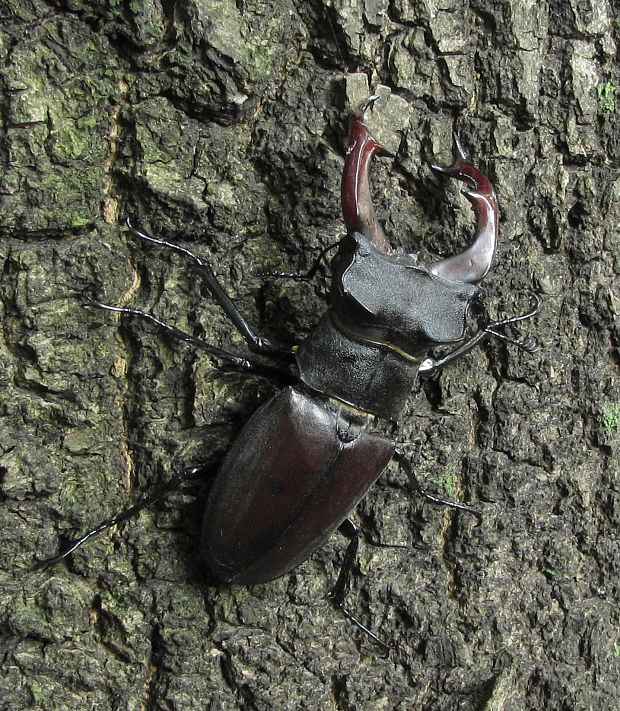 roháč veľký Lucanus cervus