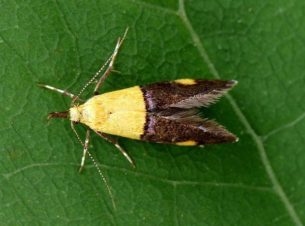 zdobka skvostná Oecophora bractella Linnaeus, 1758