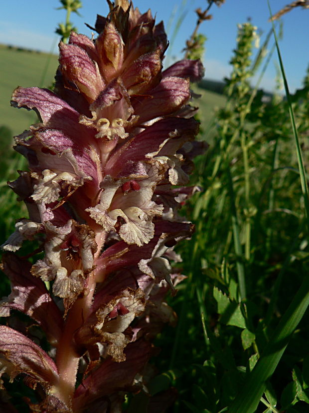 záraza biela väčšia Orobanche alba subsp. major (Čelak.) Zázvorka