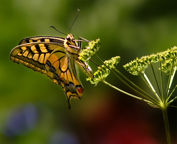 vidlochvost feniklový? Papilio machaon