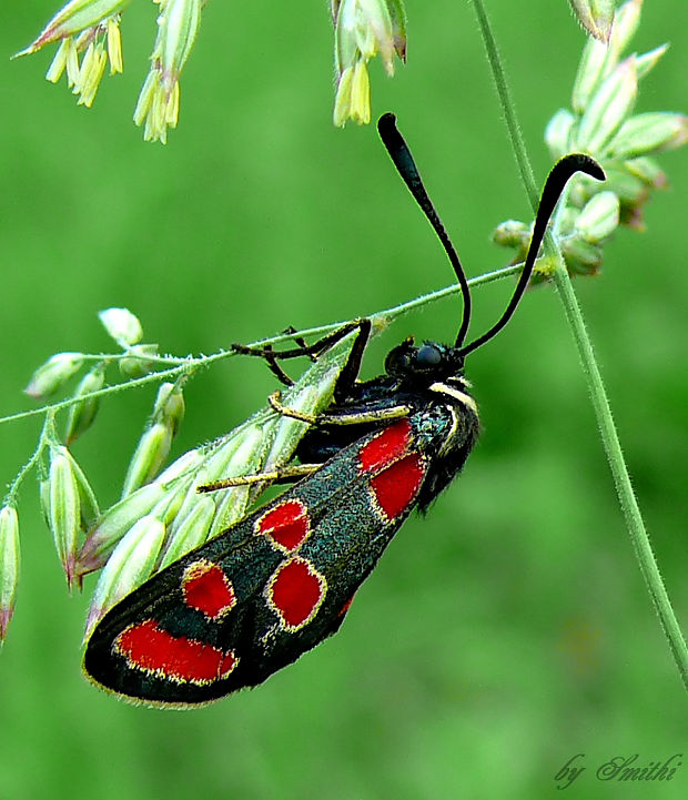 vretienka vičencová Zygaena carniolica, Scopoli, 1763