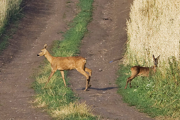 srna lesná (Capreolus capreolus)