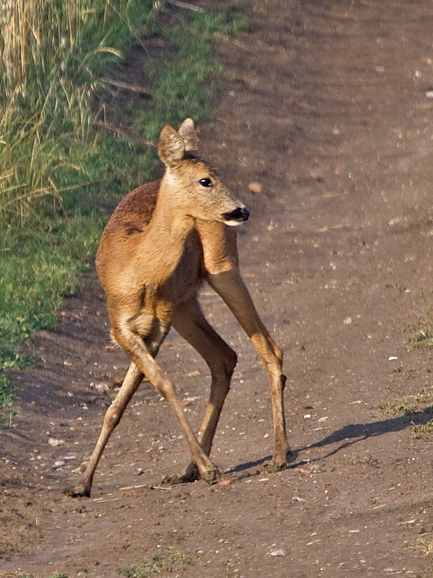 srna lesná (Capreolus capreolus)