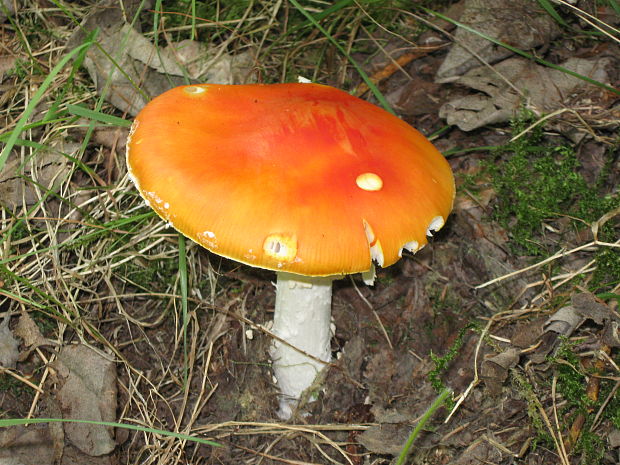 muchotrávka červená holá Amanita muscaria var. aureola (Kalchbr.) Quél.