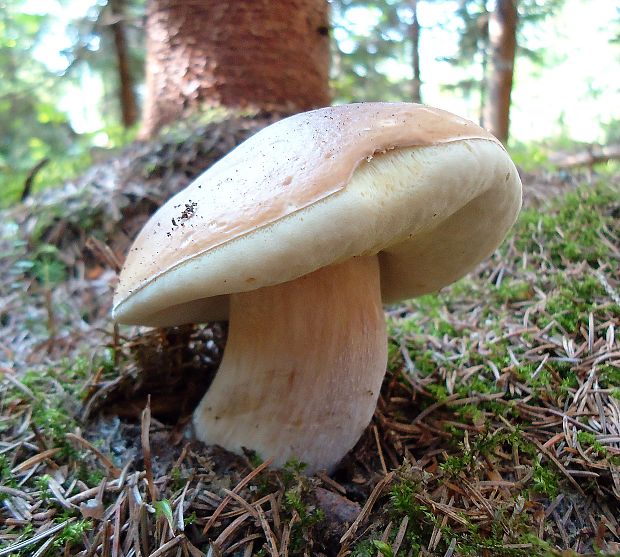 hríb smrekový Boletus edulis Bull.