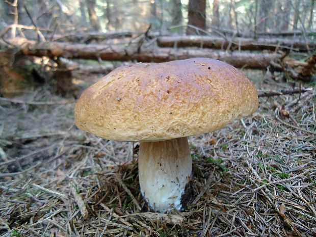 hríb smrekový Boletus edulis Bull.