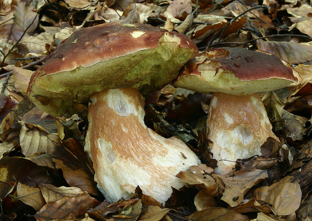 hríb sosnový Boletus pinophilus Pil. et Dermek in Pil.