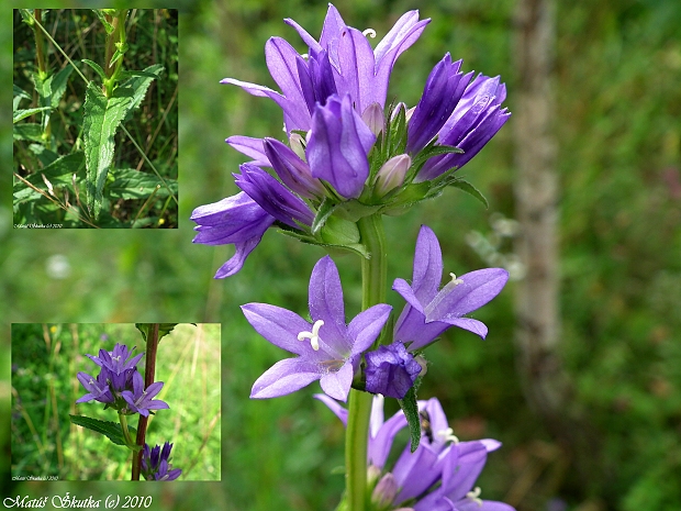 zvonček klbkatý pravý Campanula glomerata subsp. glomerata L.