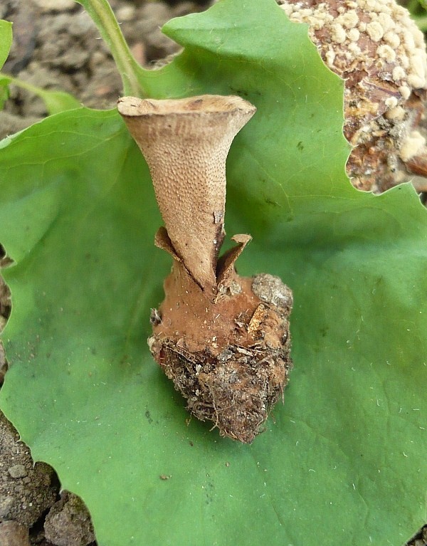kožovník škoricovohnedý Coltricia cinnamomea (Jacq.) Murrill