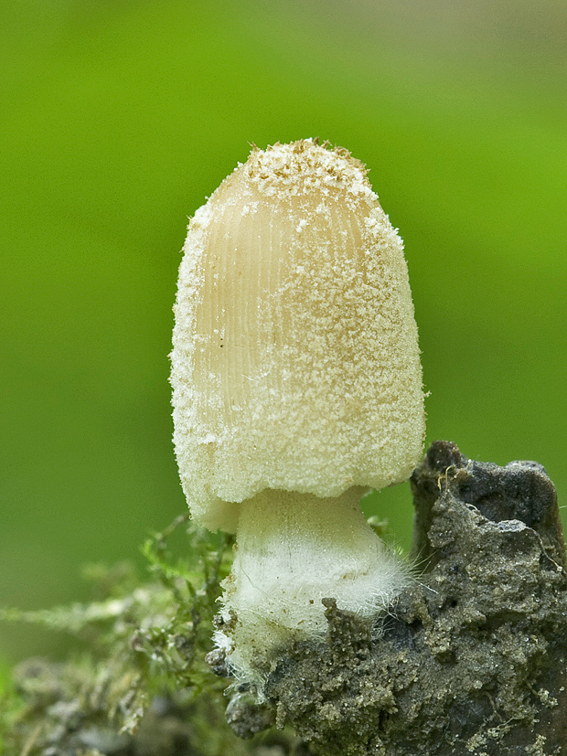 hnojník Coprinus sp.