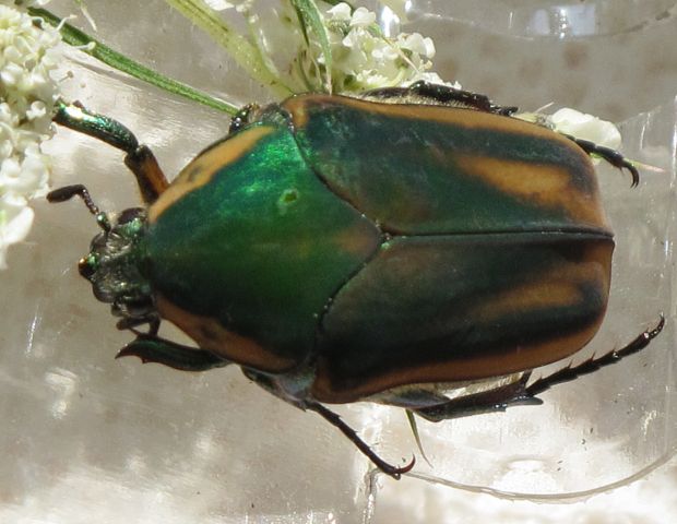 zlaton Cotinis nitida