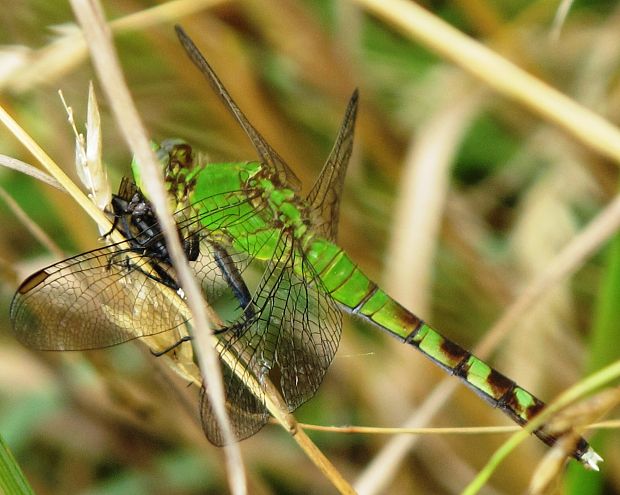 vazka(samicka)  Erythemis simplicicollis