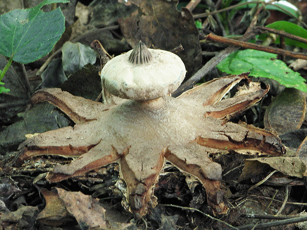 hviezdovka golierikovitá Geastrum striatum DC.