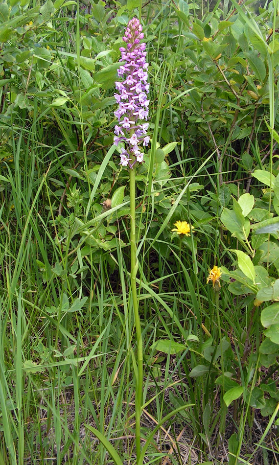 päťprstnica obyčajná Gymnadenia conopsea (L.) R. Br.