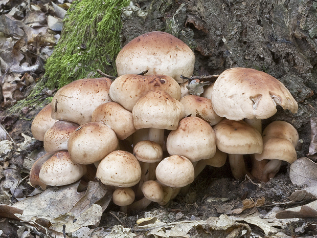 peniazovka vretenovitohlúbiková Gymnopus fusipes (Bull.) Gray