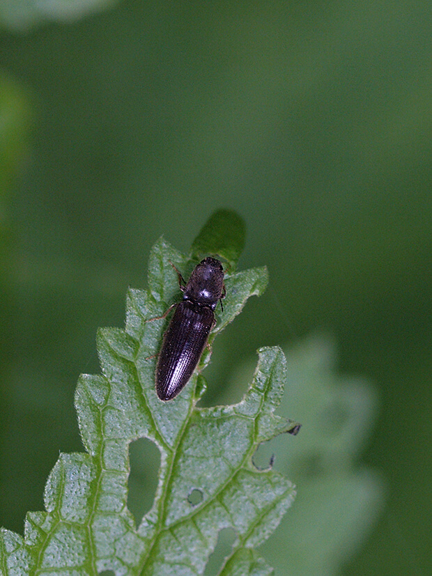 kováčik čierny Hemicrepidius niger