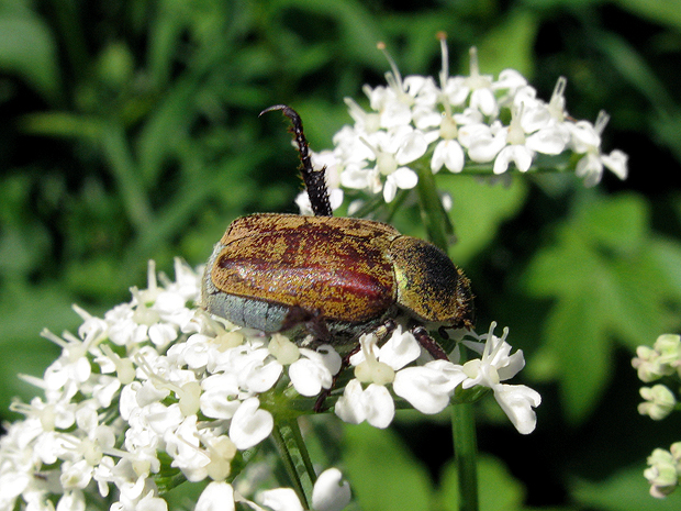 chrústovec? Hoplia sp.