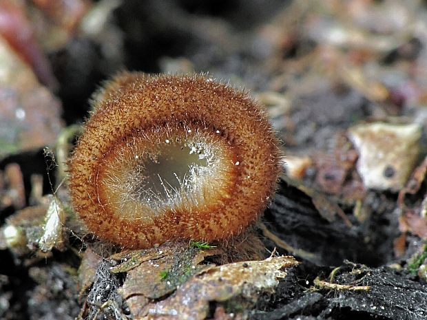 humária polguľovitá Humaria hemisphaerica (F.H. Wigg.) Fuckel