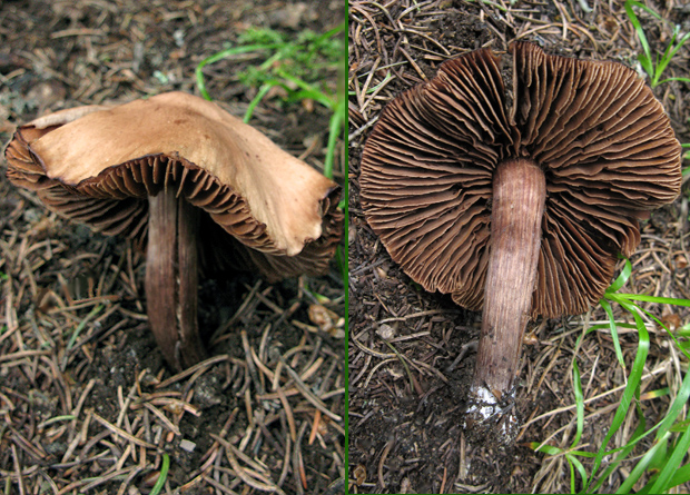 vláknica? Inocybe sp.