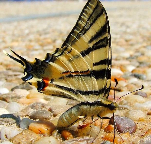 vidlochvost ovocný  Iphiclides podalirius