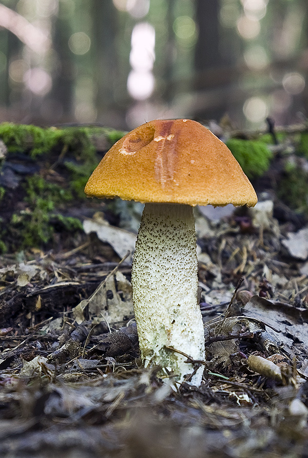 kozák osikový Leccinum albostipitatum den Bakker & Noordel.