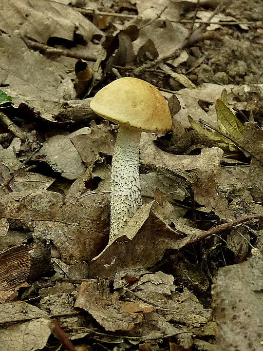 kozák hrabový Leccinum pseudoscabrum (Kallenb.) Šutara