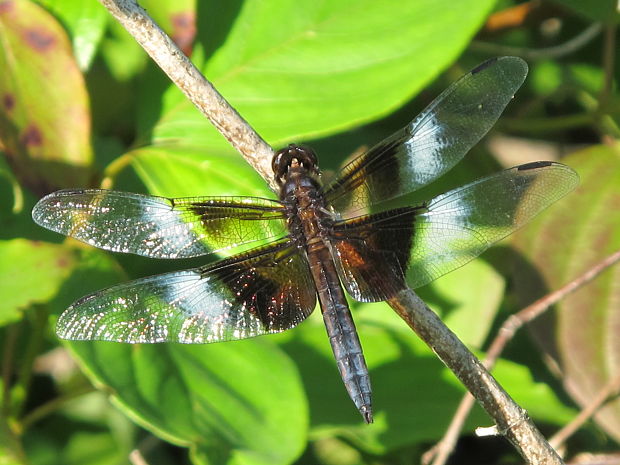 vazka Libellula luctosa