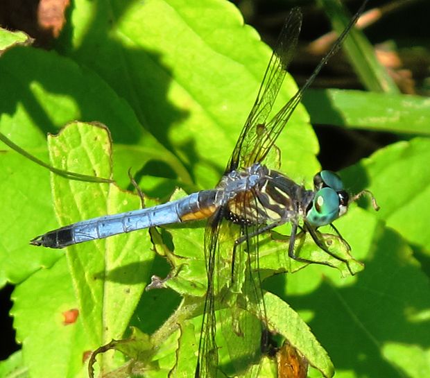 vazka Pachydiplax longipennis