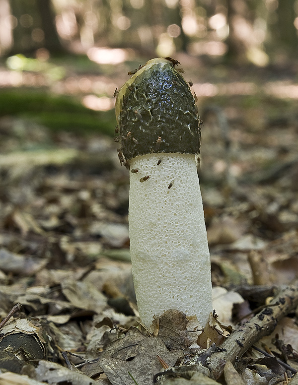 hadovka smradľavá Phallus impudicus L.